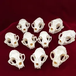 Skulpturen Exquisite Sammlung von echtem Knochenschädel, Tierknochen für Handwerk, Wohnkultur, Probensammlerstudien, Spezialgeschenke 3 '