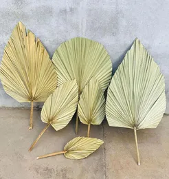 1pcドライフラワーナチュラルプーファンリーフfor DIYホームショップディスプレイ装飾材料保存された葉のためのヤシの木3533216