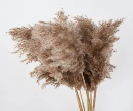 Pampas Grass Decor Pampa hohe natürliche große, flauschige braune Stiele für Blumenarrangements Hochzeit Home Beige Tall getrocknete Boho Decorati7563735