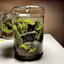 Micro paisagem garrafas de vidro Criatividade Dew coleção de vidro de vidro suculento Moss Bansai Paisagem Decoração de Terrarium de vidro 240510