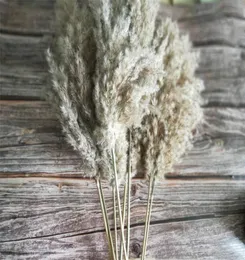 20 PCs getrocknete kleine Pampas Grasdekor natürliche Phragmiten Communis Real Ptotos Hochzeit Blume Bündel SH1909205503757