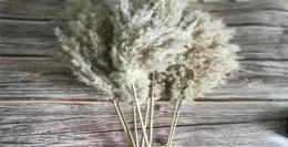 20 ПК сушеные маленькие пампас Декор травы натуральные фрагмиты Communis Real Ptotos Свадебный цветок Bunch SH1909206229717