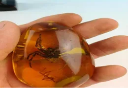 Rare Amber Spider Amber Spider Pendant0123456789102170426