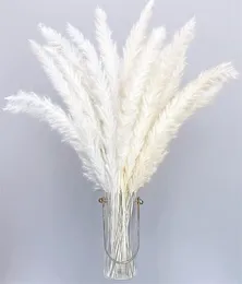 30 pezzi Bulrush Bulrush Natural Pampa secchi fiori Piante asciutte Piccolo fiore per decorazione Fall Fall Wedding decorazioni per la casa vera Pampas erba i4367322