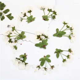 Dekorative Blumen 1,5-2cm/100pcs gepresst weiße kleine Großhandel Blütenblätter DIY Hochzeitseinladungen Lesezeichen für Geschenkkarte Flores Gesichtsdekoration