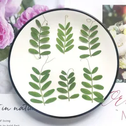 Dekoratif Çiçekler 60 PCS Preslenmiş kurutulmuş yeşil bezelye yaprakları Mücevherat için bitki herbaryumu yer imi telefon kılıfı kartpostal davet kartı diy