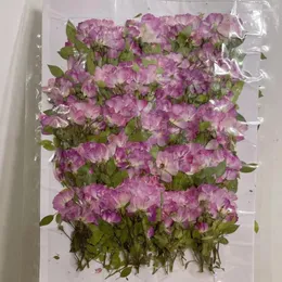 Декоративные цветы 500 шт. Высушенные боковые прессованные натуральные розовые цветочные стеблы