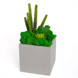 Succulent Moss Square Bonsai Cement Planter