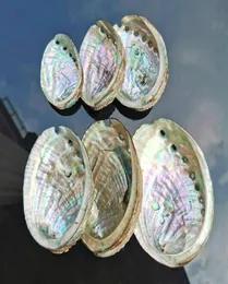 5 taglie guscio di abalone decorazioni nautiche conchiglie conchiglie gusci per matrimoni decorazioni oceanie gioielli per guscio fai da te piatto acquario arredamento domestico h j7380893