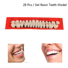 28 pezzi/set Modello di denti artificiali Dentari durevoli denti universali denti dentali Materiale dentali Modello di insegnamento dedicato