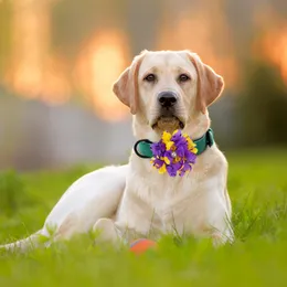 Bulk Dog Collars With Flowers: Adorable Doggy Bowtie Collar - Main Image