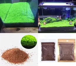 Aquarium Plant Seed Fish Tank Aquatic Aquatic Plant Seed Easy Aquarium Landscaping Decorative11712397