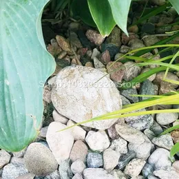 Le decorazioni da giardino nascondono una chiave in vera pietra e posizionano un pezzo di ricambio di dimensioni standard adatto a paesaggi, cortili, giardini all'aperto