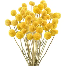 40Pcs Natural Dried Craspedia Billy Balls FlowersDried Yellow Flowers Arrangements for Farmhouse Wedding Home Party DIY Decor 240325