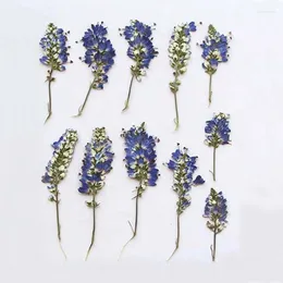 Dekorativa blommor 3-6 cm/24pc verklig naturlig växt torkad pressad liten torr pressblommor för epoxi hartsinbjudningskortljus