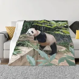 Coperte Fubao Panda Fu Bao Animal Coperta calda Calda Flanda Flancia Trova