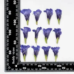 Fiori decorativi 60pcs pressati blu secchi farfalla fiore erbarium gioielli cartoponi del segnalibri telaio del telefono faceup trucco lampada scheda fai -da -te