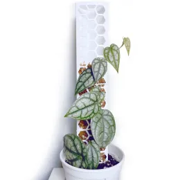 Unterstützt 3pcs Plastik Moos Stange Innenanlagen Kletterrahmen Pflanzen Pflanzen Ständer Gartenzubehör