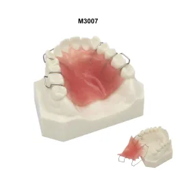 Modello di insegnamento dentale Denti Modello ortodontico con staffe metallica/ ceramica Tuba Chain Retener Hawley per la demo del paziente dentista