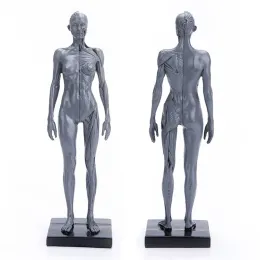 Malefemale Human Anatomy Figure ecorche och hudmodelllaboratorium, anatomisk referens för konstnärer (grå)