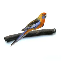 Pet Products Supplies Treinamento Parrots Skin Stand Bar Standing Pólo Acessórios de gaiola de pássaros Retinging Garra Stick Bird Toy 5pc/lote