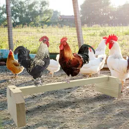 Pollo all'ingrosso pescela perch per uccelli pollo al treno perching parrot allenamento giocattolo giocattolo per galline pappagalli di uccelli grandi