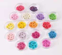 Gepresst getrockneter Narzisse Pflaumenblütenblüte mit Schachtel für Epoxidharz -Schmuck Making Nail Art Craft DIY Accessoires LLS7552027409