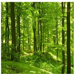 Beautiful green forest woods sunlight pictures window mural wallpaper2973