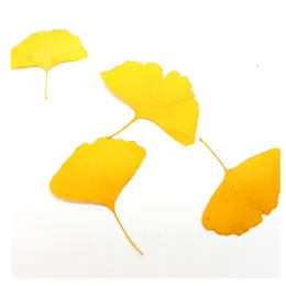 60pcs gepresst getrocknete gelb/grüne Ginkgo Biloba Maidenhair Blattpflanze Herbarium für Schmuck Lesezeichen Telefonhülle Postkarte DIY