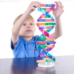 1 Set Montessori Blok Öğrenme Kaynak DNA yapısı Bulmaca Yapboz Duyusal İstifleme İnsan Gene Model Montaj Bilim Oyuncak