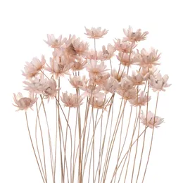 Mini Gypsophila Fiori secchi Piante Naturali Preservare Small Star Floral Farel Feed