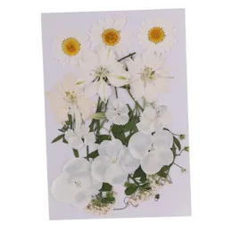 Multiple Mix natürliche gepresste getrocknete Blüten Blätter DIY Art Craft for Lampshades Scrapbooks Wände Hochzeitseinladungen Dekoration296J