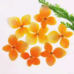 Dried Flower Epoxy Resin 12Pcs DIY Pressed Plant Specimen Phone Decor Accessory