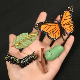 Ladybug Montessori, motyl, kurczak, szablony cyklu życiowego żab, modele zwierząt figurka nauczania zabawek edukacyjnych dla dzieci