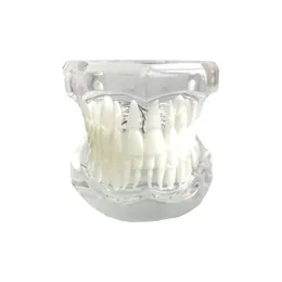 Dental 1:1 Standard Typodont Adult Teeth Model For Dentistry Teaching Studying Brushing Flossing Demo M7001 Blue/Clear