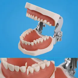 Zahnärztliches Zähnemodell Training Abnehmbares Zahnmodellmodell Oralhygiene -Lehrmodell für Zahnmedizinstudenten praktizieren medizinische Ausbildung