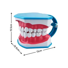 Dental Model Teeth Brushing Model Plastic Large Teeth Model With Removable Tongue / Toothbrush For Studying Teaching Education