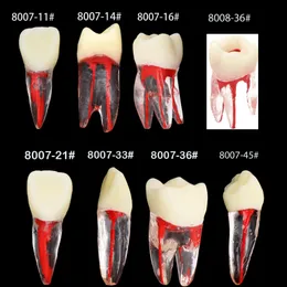 Modelo de canal raiz de dentes de dentes dentários