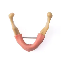 Modello di impianto denatl Modello di denti osseo a bassa mascella con ghiolo dimostrazione anatomica del laboratorio mandibolare del tessuto