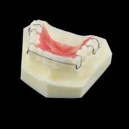 Dental Teeth Model Orthodontics Treatment Bionator Removable For Dentistry Dentist Study Teaching Demo Dentures Hawley Retainer