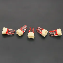 5PCS endodontyczny kanał korzeniowy RCT ćwicz jamę miazgi Endo Zęby 36#