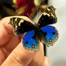 装飾的な置物Junonia Orithya Real Butterfly標本ギフトホームデコレーション額縁絵画彫刻の彫刻