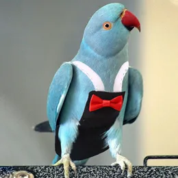 Bowtie ile kuş papağan bezi, yeşil yanak conure muhabbet kuşları için yonca kıyafetler orta büyük evcil hayvan kuşu