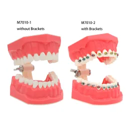 thumbnail image 2 of 1:1 Typodont Teeth Model With Metal Brackets – Orthodontic Dental Study Model M7010-2 2 of 6