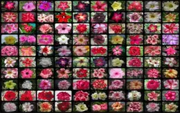20 PCs misturados Adenium obesum Desert Flor Rose Flor Home Garden Plantas suculentas Plantas suculentas varanda de 100 Genuine4066583