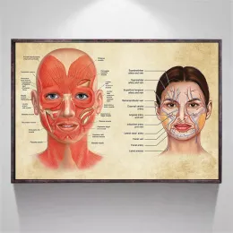Twarz anatomia plakat mięśni twarzy i żyły skóra piękno plastikowe masaż medyczny na płótnie na płótnie plakat dekoracje ścienne