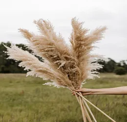 2021 Natural Dried Pampas Grass Phragmites Communis Reed Plants Wedding Flower Bunch Home Decor Diy Dried Flowers Pampas Grass8484056