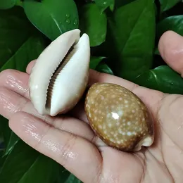 2PC Polished Pacific Deer Cowrie Sea Shells, Natural Lyncina Vitellus Conch Nautical Specimen Hermit Crab Replacement Home Decor