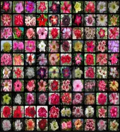 20 st blandade Real Adenium Obesum Desert Rose Flower Home Garden Bonsai Succulent Plants Balcony Potted 100 äkta8160689