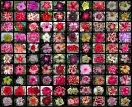 20 pcs Mixed Real Adenium obesum Desert Rose Flower Home Garden Bonsai Succulent Plants Balcony Potted 100 Genuine7004915